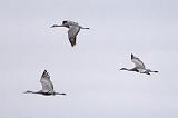 Sandhill Cranes In Flight_31350